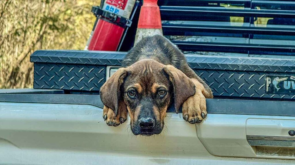 Please meet “Plugger”, our newest member of the Deep Fork National Wildlife Refuge (DFNWR) Team.