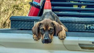 Please meet “Plugger”, our newest member of the Deep Fork National Wildlife Refuge (DFNWR) Team.