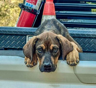 Please meet “Plugger”, our newest member of the Deep Fork National Wildlife Refuge (DFNWR) Team.