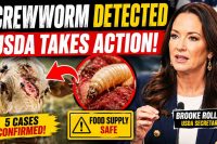 USDA Moves Quickly After New World Screwworm Detection: Ranchers Urged to Stay Vigilant