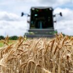 OSU wheat variety trial results available online